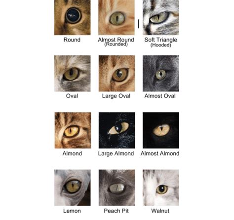 cat eye size chart.